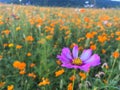 Shallow focus shot of a purple Garden Cosmos with blur Asian globeflower flowers in the field Royalty Free Stock Photo