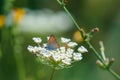 Shallow focus shot of a Purple-shot copper butterfly on Yarrow
flower with blur background Royalty Free Stock Photo