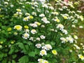 Shallow focus shot of Pyrethrum Daisy blowers shot on smartphone