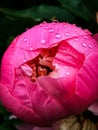 Shallow focus shot of the raining drops on the petals of blooming red peony flower