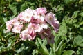 Shallow focus shot of a rambling pink roses in the garden with blur background