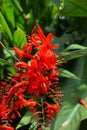 Shallow focus shot of red Coppertips flower in the garden