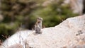 Shallow focus shot of a rock squirrel (Otospermophilus variegatus) at the edge of a cliff Royalty Free Stock Photo