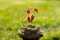 Shallow focus shot of Round-leafed navel-wort plant in the garden on green bokeh background