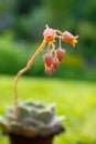 Shallow focus shot of Round-leafed navel-wort plant in the garden on green bokeh background