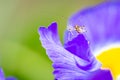 Shallow focus shot of scudderia standing on a purple flower petal with blur background