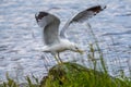 Shallow focus shot of a seagull landing on a mossy rock Royalty Free Stock Photo