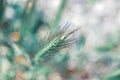 Shallow focus shot of a spikelet grass on a blurry background