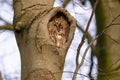 Shallow focus shot of a tawny own sleeping in the tree nest