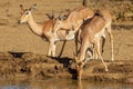 Shallow focus shot of three Impala Antelopes drinking on a lakeshore