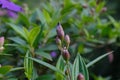 Shallow focus shot of Tibouchina flower buds with green leaves