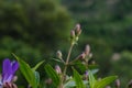 Shallow focus shot of Tibouchina flower buds with green leaves