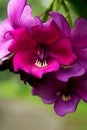 Shallow focus shot of Tibouchina purple flower with blur background Royalty Free Stock Photo