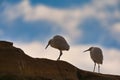 Shallow focus shot of two white egrest in Natural Bridges State Beach, Santa Cruz California Royalty Free Stock Photo