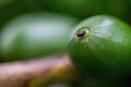 Shallow focus shot of unripe blooming coffee on the branches at daytime