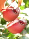 Shallow focus shot of a vibrant nepenthes flower in blurry background