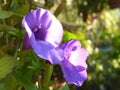 Shallow focus shot of a vibrant purple sweet pea flower in blurry background Royalty Free Stock Photo