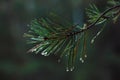 Shallow focus shot of water droplets on pine needles of a conifer tree Royalty Free Stock Photo