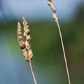 Shallow focus shot of wheat husks in a field with a blurry background Royalty Free Stock Photo