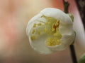 Shallow focus shot of a white half open apricot tree blossom Royalty Free Stock Photo