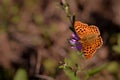 Shallow focus of a Silver-washed fritillary butterfly sitting on a purple flower Royalty Free Stock Photo