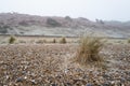 Shallow focus of a small dune plant seen on a wintery shingle beach.