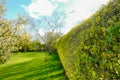 Shallow focus view of a hedge seen in part of a large garden. Royalty Free Stock Photo