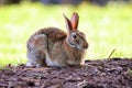 Shallow focus of a swamp rabbit sitting on a dry foliage in a forest