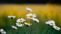 Shallow focus toned photo of camomile meadow abstract blurred background Royalty Free Stock Photo