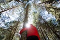 Shallow focus of a tree hugger at a pine forest