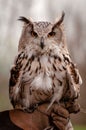 Shallow focus of Turkmenian Eagle Owl, Bubo bubo turcomanus, perched on falconry glove