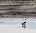 Shallow focus of two common shelducks standing in the water on the coastine