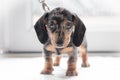 Shallow focus of a very young Dachshund puppy seen looking at the camera. Royalty Free Stock Photo