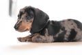 Shallow focus of a very young Dachshund puppy seen looking at the camera. Royalty Free Stock Photo