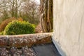 Shallow focus view of a rear garden showing shrubs and a recently cut conifer tree. Royalty Free Stock Photo