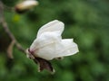 Shallow focus of a white blossom flower on blurred leaves background Royalty Free Stock Photo