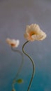 Shallow focus of a white Iceland poppy Royalty Free Stock Photo