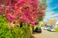 Shallow focus of a wonderful purple tree seen in a rural village in East Anglia.