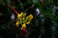 Shallow focus of yellow Bird of paradise shrub, Erythrostemon gilliesii with blur background Royalty Free Stock Photo