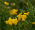 Shallow focus of yellow Papilionoideae flower in green field with green blurred in the background