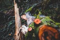 Shallow focused shot of a broken tree trunk with moss growing on it in a forest Royalty Free Stock Photo
