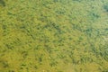 Shallow freshwater pond with green algae at the bottom. Natural green background