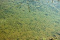 Shallow freshwater pond with green algae at the bottom. Natural green background