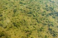 Shallow freshwater pond with green algae at the bottom. Natural green background