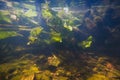 Shallow freshwater river with clear water and dense vegetation, yellow water-lily and hornwort, lots of plants, detritis and algae