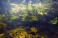 Shallow freshwater river with clear water and dense vegetation, yellow water-lily and hornwort survive, covered with algae