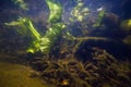 Shallow freshwater river with clear water and dense vegetation, yellow water-lily, potamogeton and hornwort survive