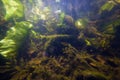 Shallow freshwater river with clear water and dense vegetation, yellow water-lily, potamogeton and hornwort survive