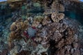 Shallow, Healthy, Beautiful Corals in Indonesia