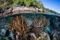 Shallow, Healthy Corals in Indonesia